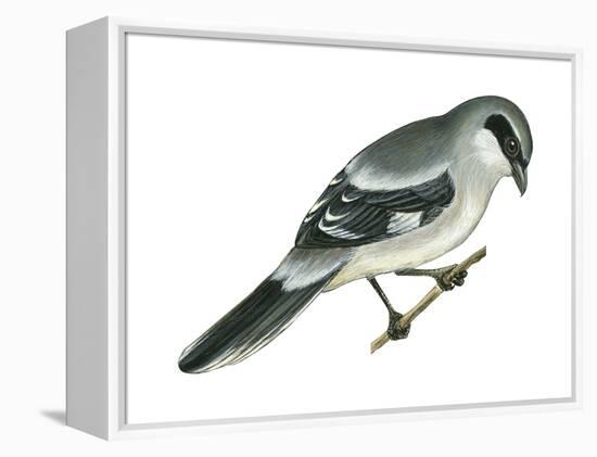 Loggerhead Shrike (Lanius Ludovicianus), Birds-Encyclopaedia Britannica-Framed Stretched Canvas