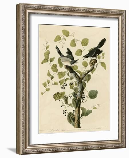 Loggerhead Shrike-null-Framed Giclee Print