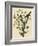 Loggerhead Shrike-null-Framed Giclee Print