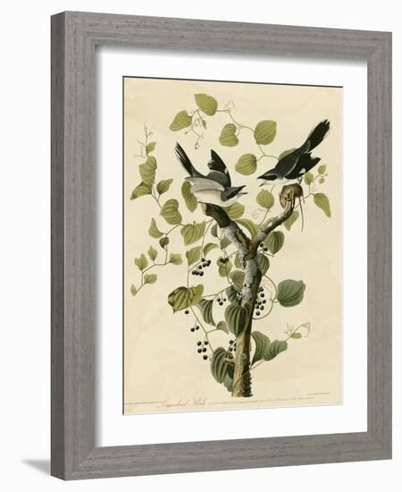 Loggerhead Shrike-null-Framed Giclee Print