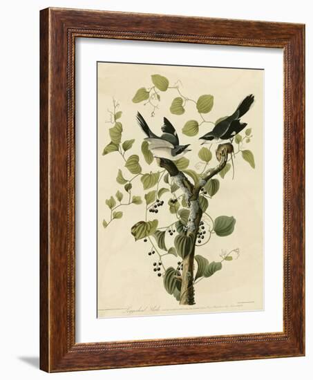 Loggerhead Shrike-null-Framed Giclee Print