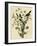 Loggerhead Shrike-null-Framed Giclee Print