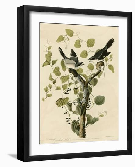 Loggerhead Shrike-null-Framed Giclee Print