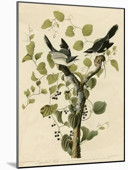 Loggerhead Shrike-null-Mounted Giclee Print