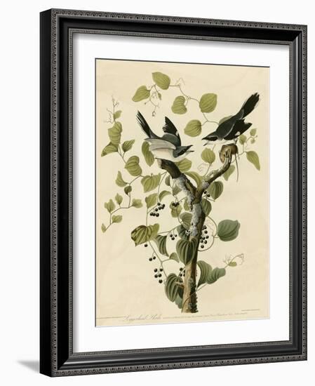 Loggerhead Shrike-null-Framed Giclee Print