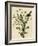 Loggerhead Shrike-null-Framed Giclee Print