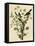 Loggerhead Shrike-null-Framed Premier Image Canvas