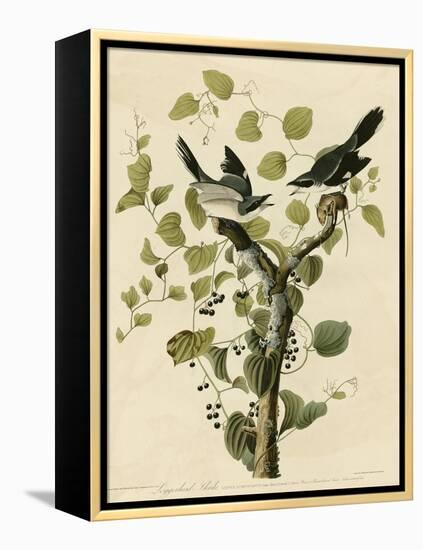 Loggerhead Shrike-null-Framed Premier Image Canvas