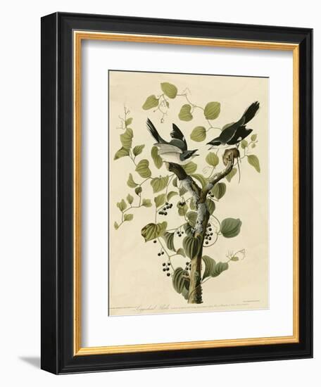 Loggerhead Shrike-null-Framed Giclee Print