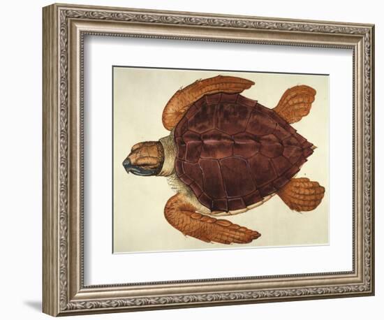 Loggerhead Turtle, 1585-John White-Framed Giclee Print