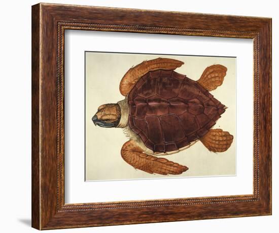 Loggerhead Turtle, 1585-John White-Framed Giclee Print