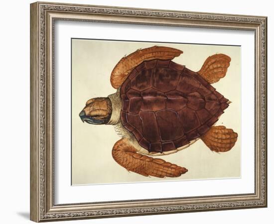 Loggerhead Turtle, 1585-John White-Framed Giclee Print