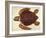 Loggerhead Turtle, 1585-John White-Framed Giclee Print