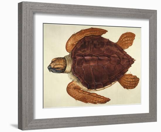 Loggerhead Turtle, 1585-John White-Framed Giclee Print