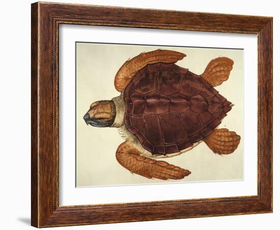 Loggerhead Turtle, 1585-John White-Framed Giclee Print