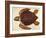 Loggerhead Turtle, 1585-John White-Framed Giclee Print