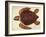 Loggerhead Turtle, 1585-John White-Framed Giclee Print