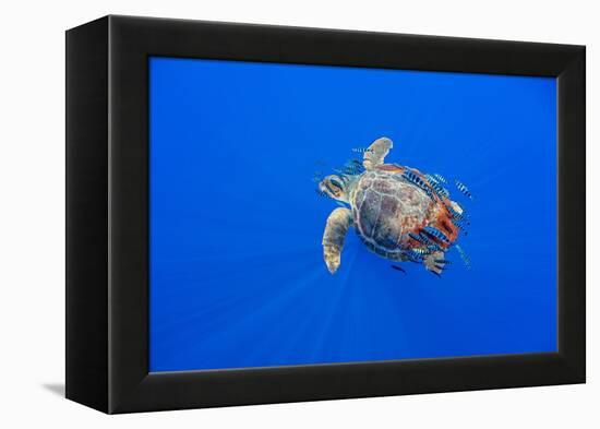 Loggerhead turtle accompanied by pilotfish, Azores, Portugal-Franco Banfi-Framed Premier Image Canvas