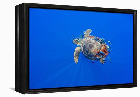 Loggerhead turtle accompanied by pilotfish, Azores, Portugal-Franco Banfi-Framed Premier Image Canvas