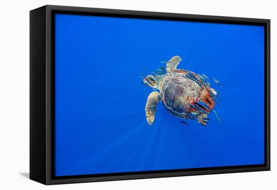 Loggerhead turtle accompanied by pilotfish, Azores, Portugal-Franco Banfi-Framed Premier Image Canvas