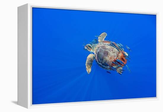 Loggerhead turtle accompanied by pilotfish, Azores, Portugal-Franco Banfi-Framed Premier Image Canvas