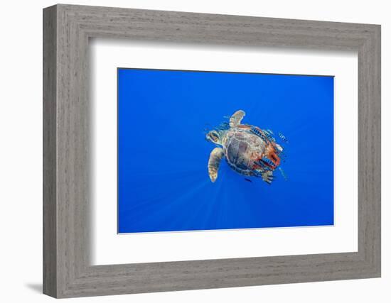 Loggerhead turtle accompanied by pilotfish, Azores, Portugal-Franco Banfi-Framed Photographic Print