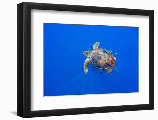 Loggerhead turtle accompanied by pilotfish, Azores, Portugal-Franco Banfi-Framed Photographic Print