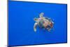 Loggerhead turtle accompanied by pilotfish, Azores, Portugal-Franco Banfi-Mounted Photographic Print
