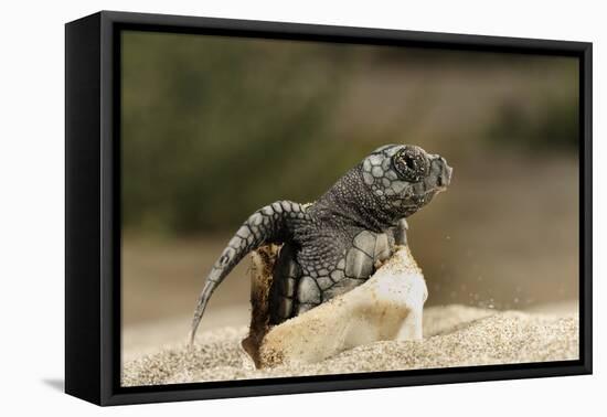 Loggerhead Turtle (Caretta Caretta) Hatching, Dalyan Delta, Turkey, July 2009-Zankl-Framed Premier Image Canvas