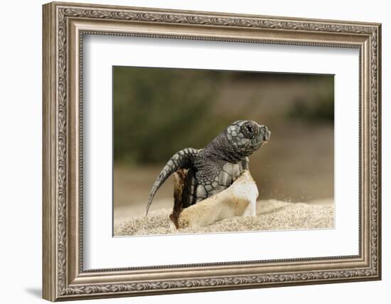 Loggerhead Turtle (Caretta Caretta) Hatching, Dalyan Delta, Turkey, July 2009-Zankl-Framed Photographic Print