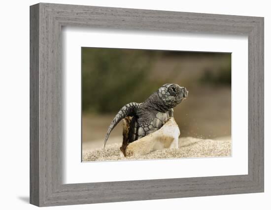Loggerhead Turtle (Caretta Caretta) Hatching, Dalyan Delta, Turkey, July 2009-Zankl-Framed Photographic Print