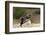 Loggerhead Turtle (Caretta Caretta) Hatching, Dalyan Delta, Turkey, July 2009-Zankl-Framed Photographic Print