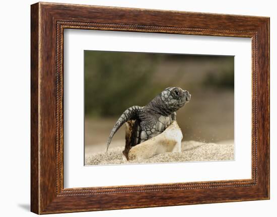 Loggerhead Turtle (Caretta Caretta) Hatching, Dalyan Delta, Turkey, July 2009-Zankl-Framed Photographic Print