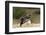 Loggerhead Turtle (Caretta Caretta) Hatching, Dalyan Delta, Turkey, July 2009-Zankl-Framed Photographic Print