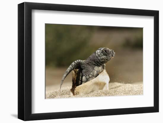 Loggerhead Turtle (Caretta Caretta) Hatching, Dalyan Delta, Turkey, July 2009-Zankl-Framed Photographic Print