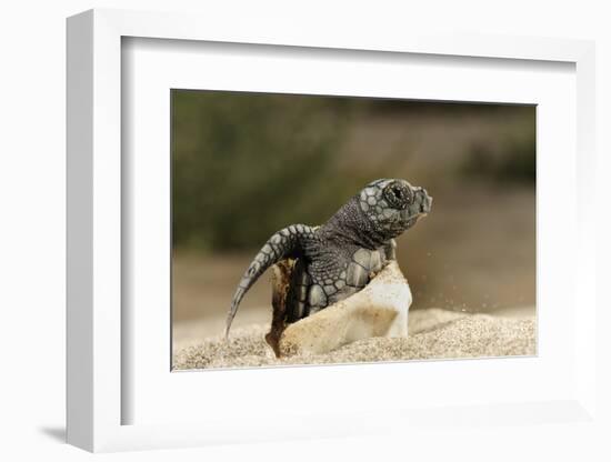 Loggerhead Turtle (Caretta Caretta) Hatching, Dalyan Delta, Turkey, July 2009-Zankl-Framed Photographic Print