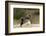 Loggerhead Turtle (Caretta Caretta) Hatching, Dalyan Delta, Turkey, July 2009-Zankl-Framed Photographic Print