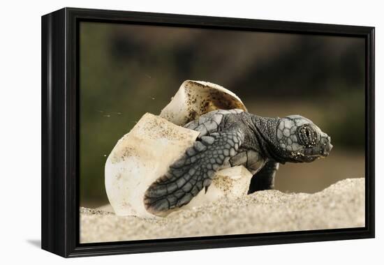 Loggerhead Turtle (Caretta Caretta) Hatching, Dalyan Delta, Turkey, July-Zankl-Framed Premier Image Canvas