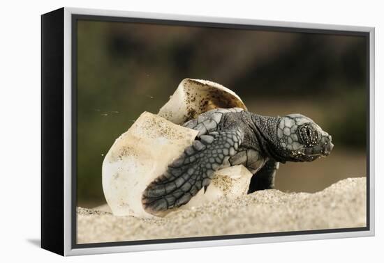 Loggerhead Turtle (Caretta Caretta) Hatching, Dalyan Delta, Turkey, July-Zankl-Framed Premier Image Canvas