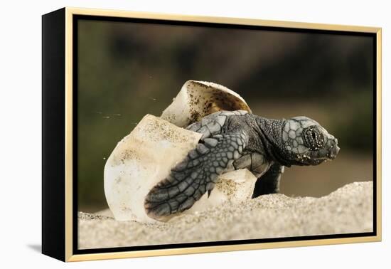 Loggerhead Turtle (Caretta Caretta) Hatching, Dalyan Delta, Turkey, July-Zankl-Framed Premier Image Canvas