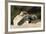 Loggerhead Turtle (Caretta Caretta) Hatching, Dalyan Delta, Turkey, July-Zankl-Framed Photographic Print