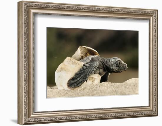 Loggerhead Turtle (Caretta Caretta) Hatching, Dalyan Delta, Turkey, July-Zankl-Framed Photographic Print