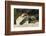 Loggerhead Turtle (Caretta Caretta) Hatching, Dalyan Delta, Turkey, July-Zankl-Framed Photographic Print