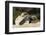 Loggerhead Turtle (Caretta Caretta) Hatching, Dalyan Delta, Turkey, July-Zankl-Framed Photographic Print