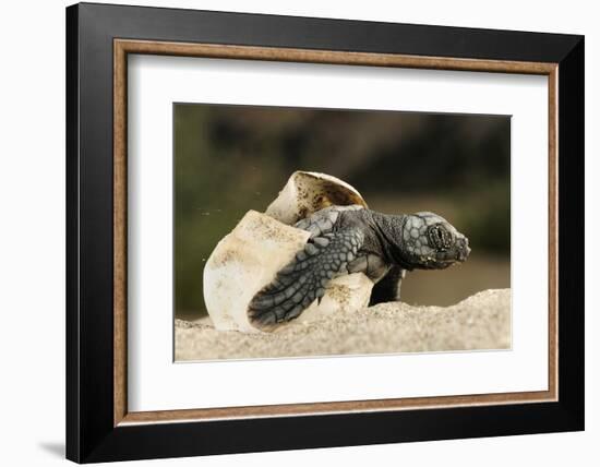 Loggerhead Turtle (Caretta Caretta) Hatching, Dalyan Delta, Turkey, July-Zankl-Framed Photographic Print