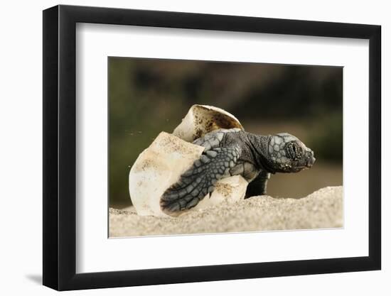 Loggerhead Turtle (Caretta Caretta) Hatching, Dalyan Delta, Turkey, July-Zankl-Framed Photographic Print