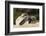 Loggerhead Turtle (Caretta Caretta) Hatching, Dalyan Delta, Turkey, July-Zankl-Framed Photographic Print