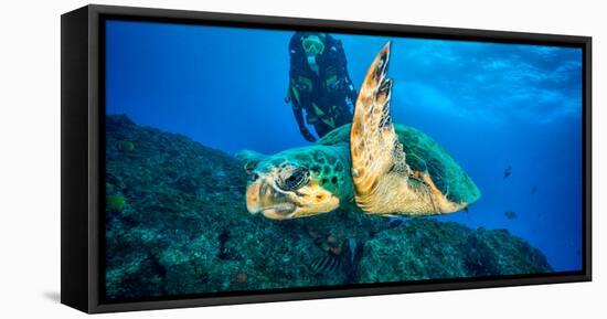 Loggerhead Turtle, (Caretta Caretta), Indian Ocean-Peter Pinnock-Framed Premier Image Canvas