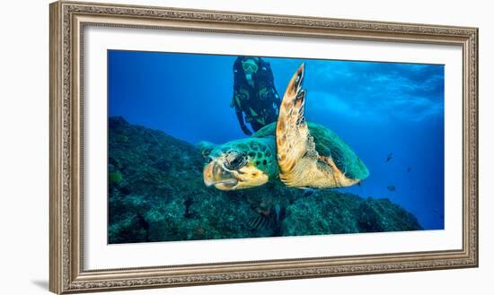 Loggerhead Turtle, (Caretta Caretta), Indian Ocean-Peter Pinnock-Framed Photographic Print