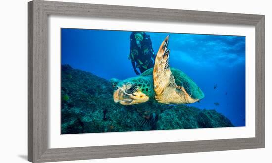 Loggerhead Turtle, (Caretta Caretta), Indian Ocean-Peter Pinnock-Framed Photographic Print